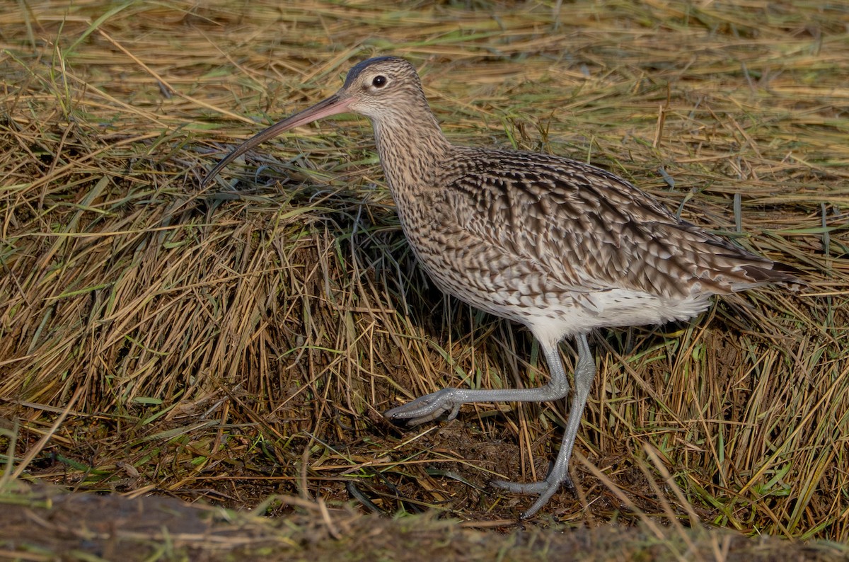 Eurasian Curlew - ML646598056