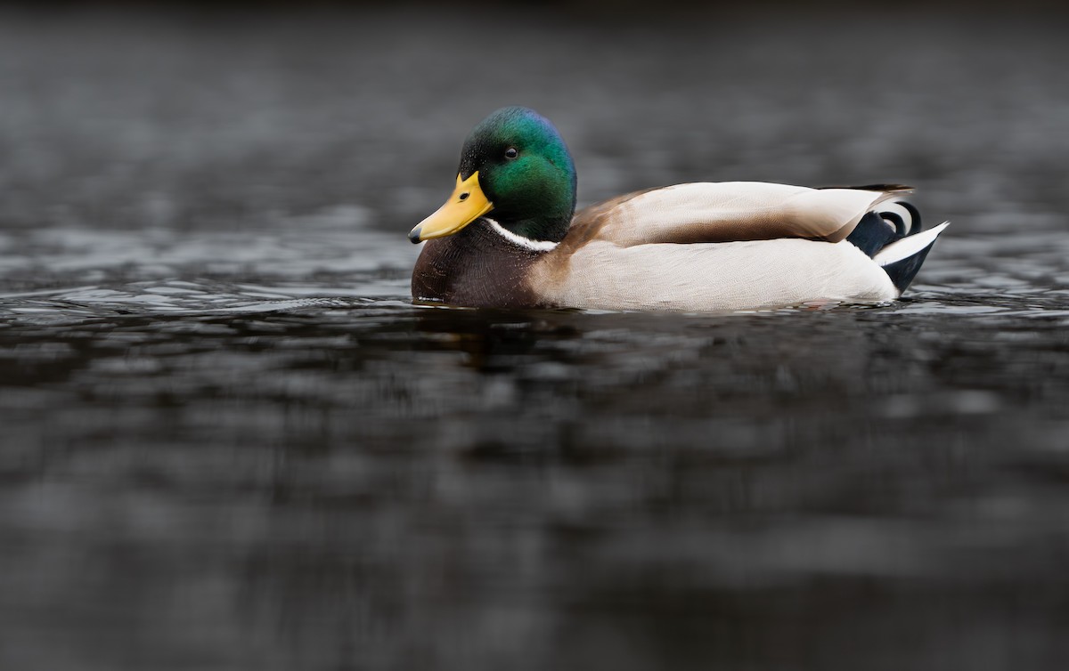 Mallard - ML646598057