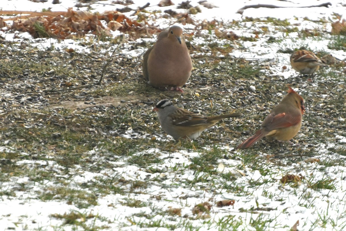 White-crowned Sparrow - ML646598058