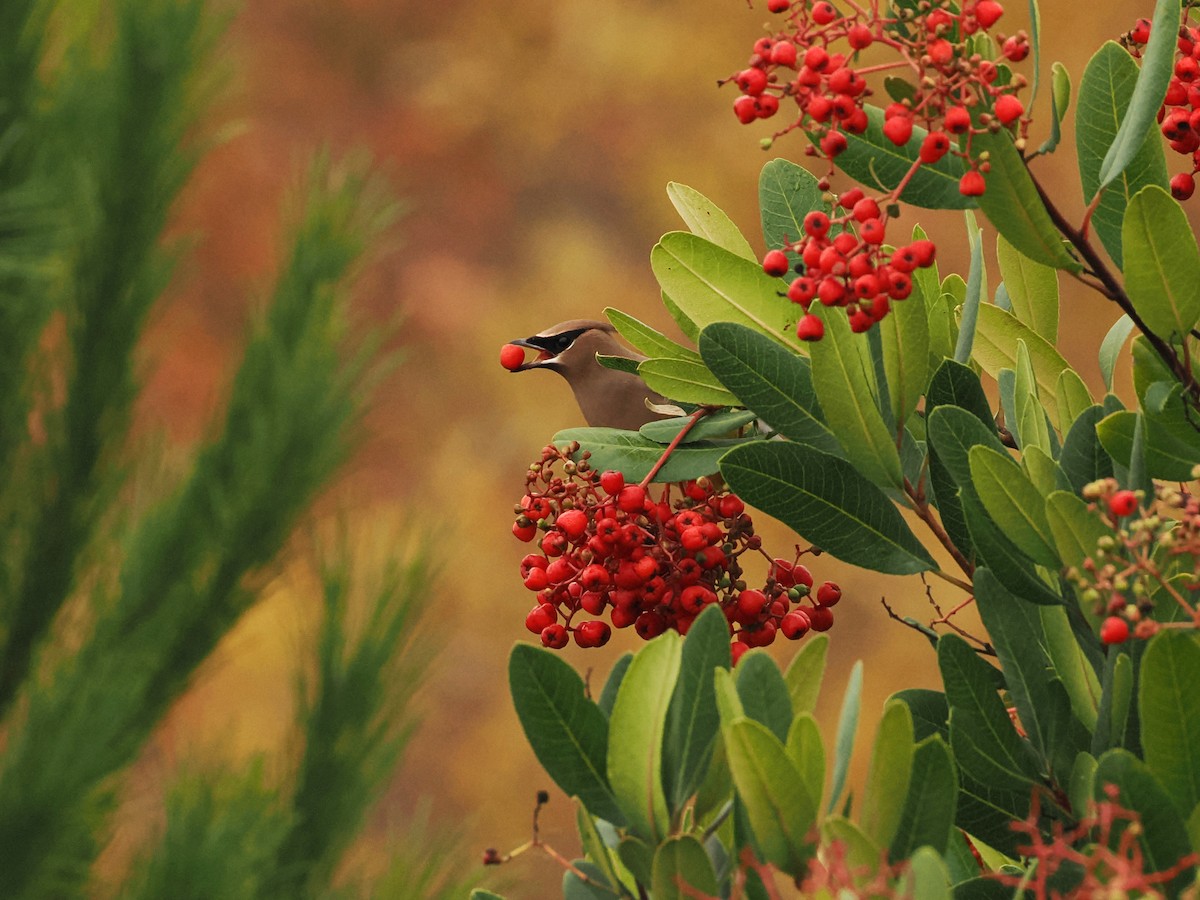 Cedar Waxwing - ML646598059