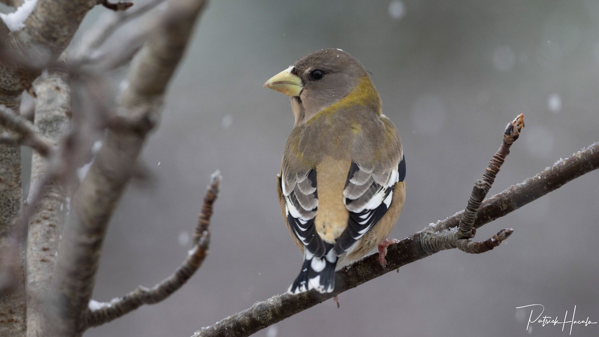 Evening Grosbeak - ML646598060
