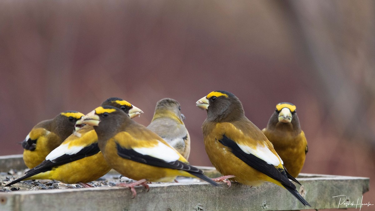 Evening Grosbeak - ML646598061