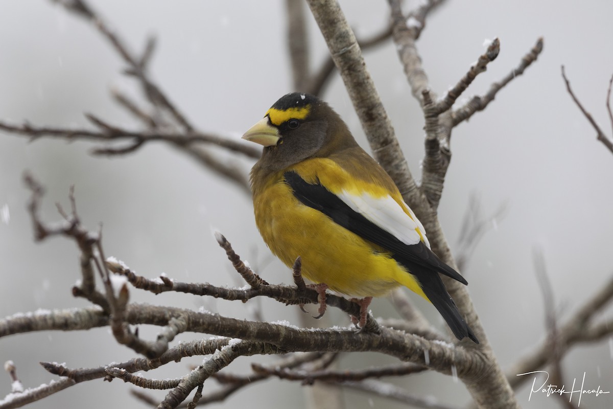 Evening Grosbeak - ML646598062