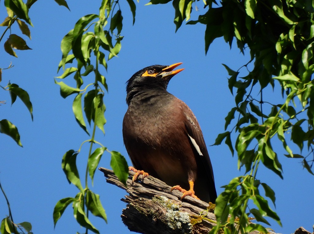 家八哥 - ML646598063