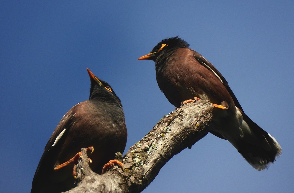 家八哥 - ML646598064