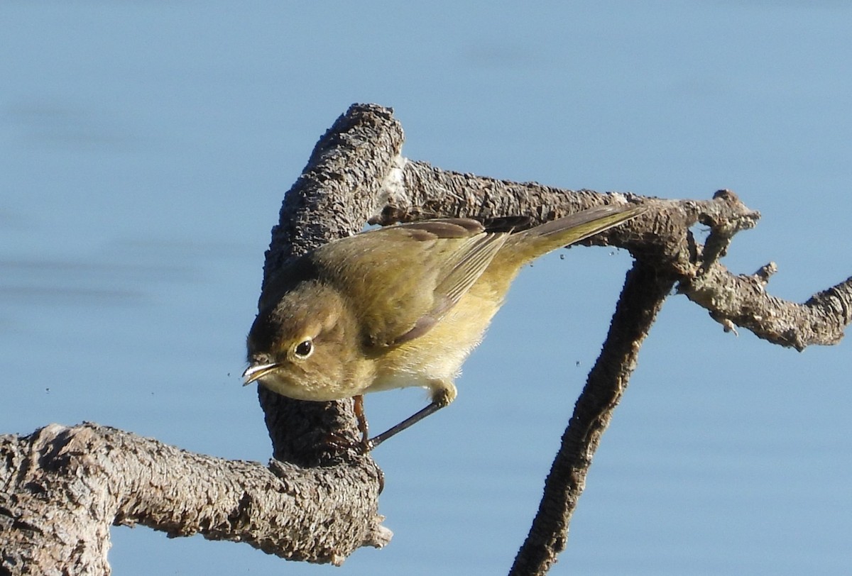Common Chiffchaff - ML646598067