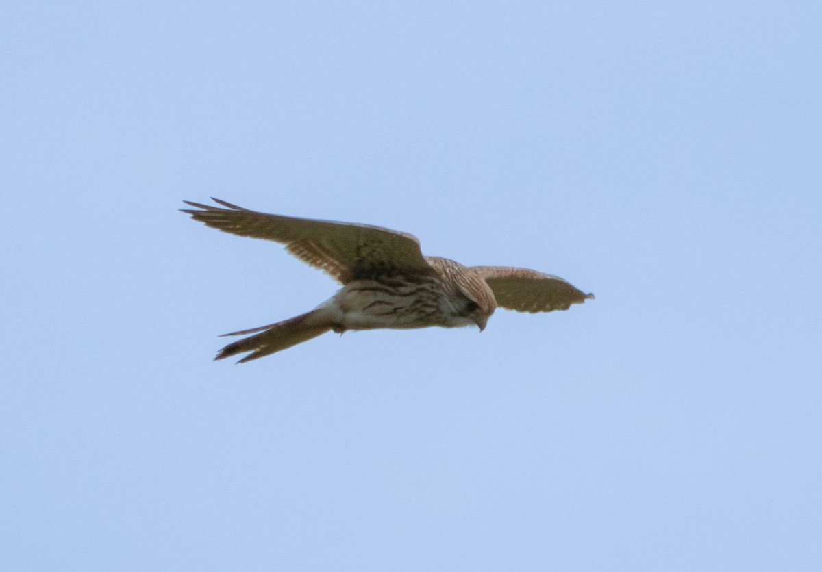 Eurasian Kestrel - ML646598069