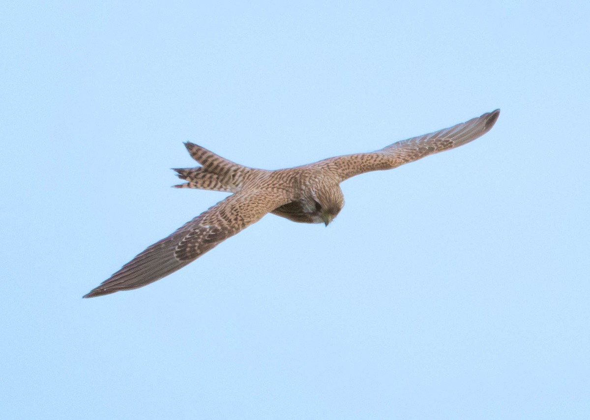 Eurasian Kestrel - ML646598070