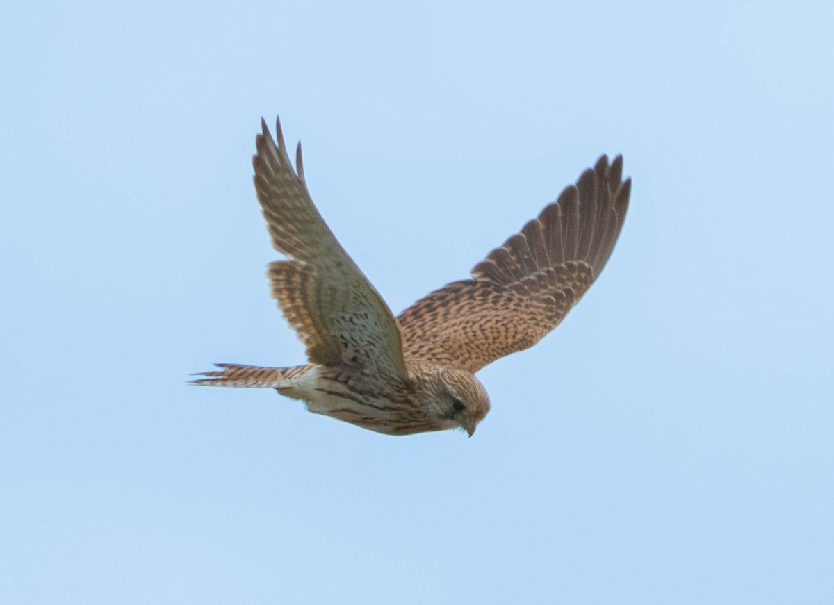 Eurasian Kestrel - ML646598071
