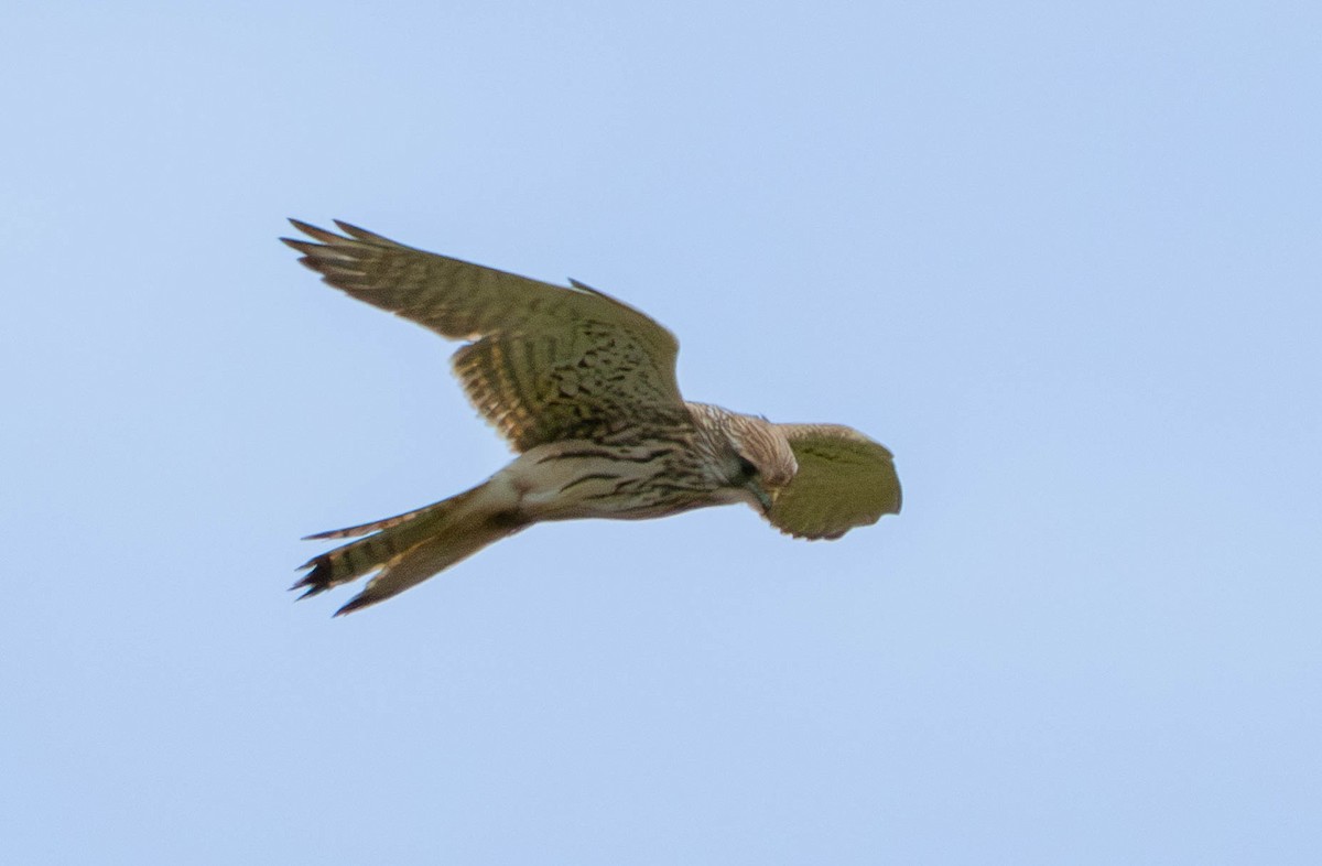 Eurasian Kestrel - ML646598072