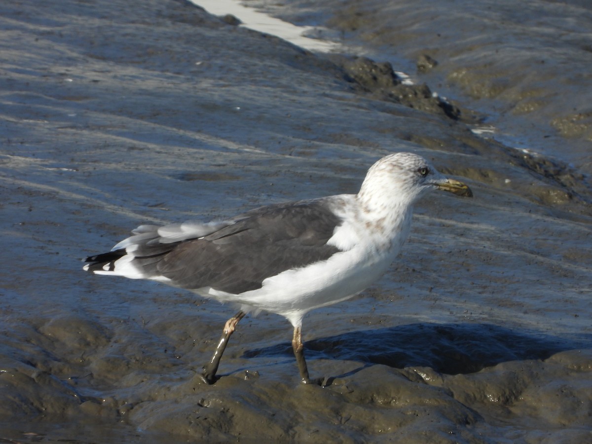 Lesser Black-backed Gull - ML646598073
