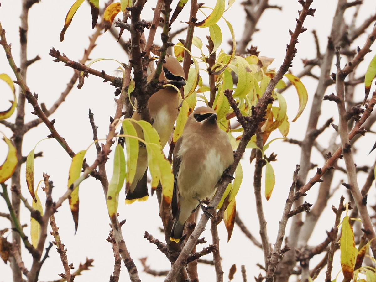 Cedar Waxwing - ML646598074