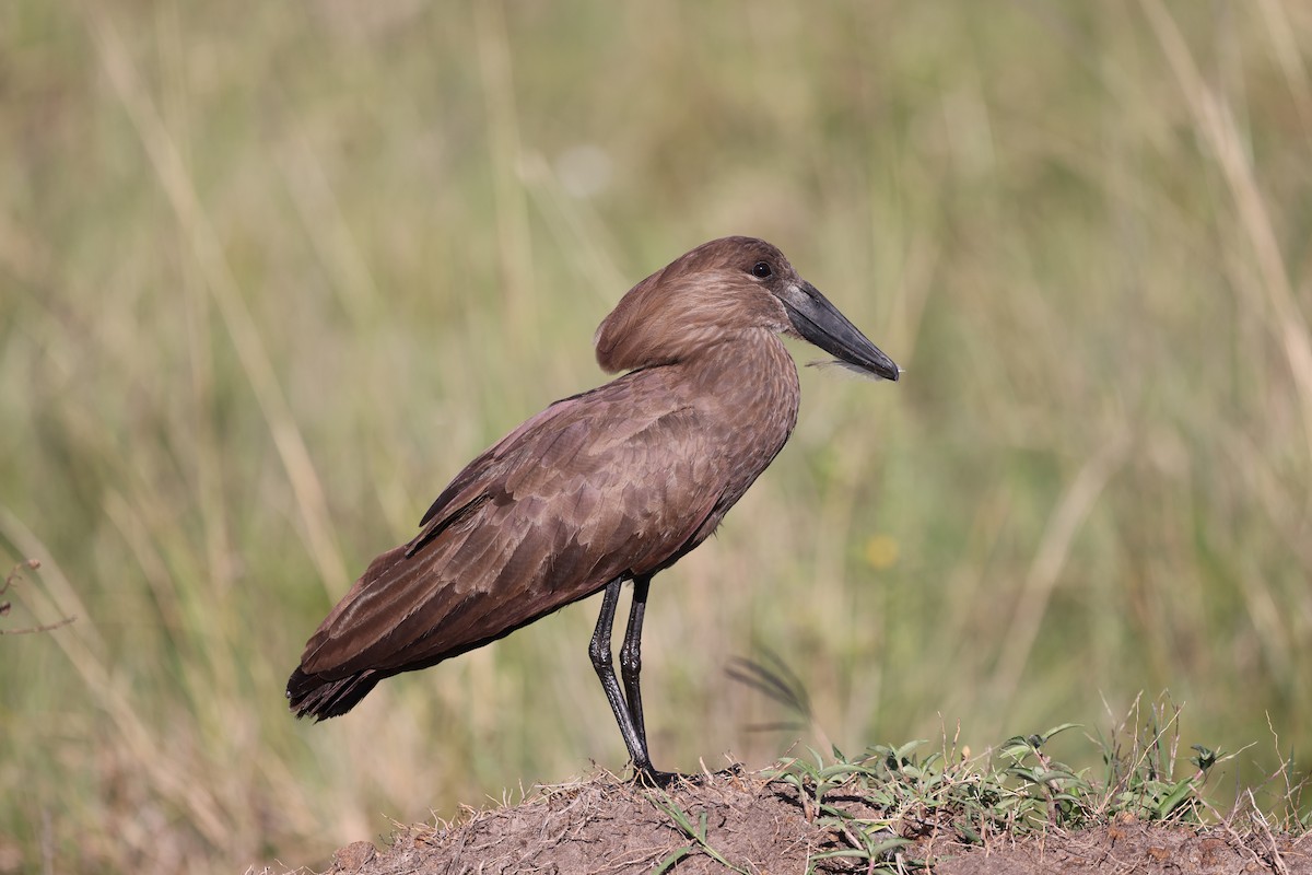 Hamerkop - ML646598075