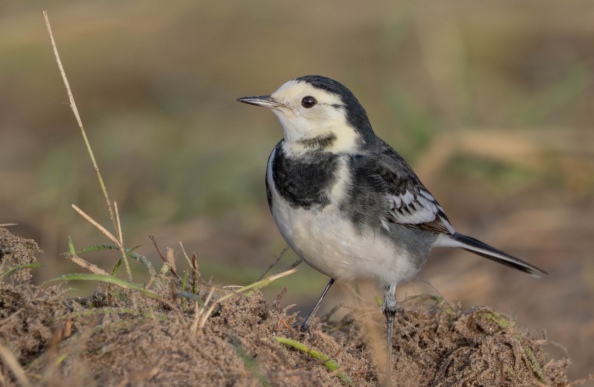 konipas bílý - ML646598078