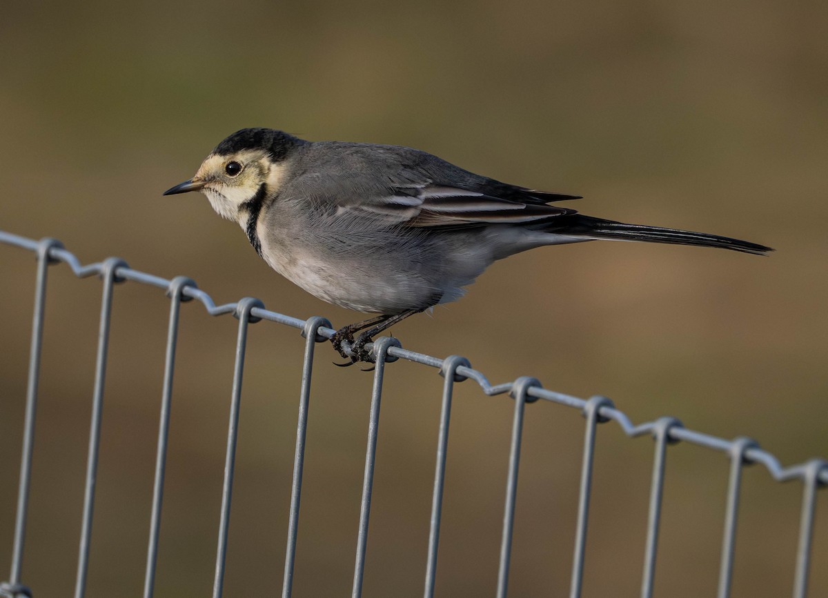 konipas bílý - ML646598079