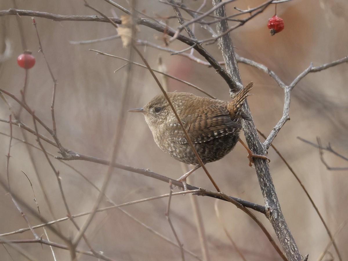 střízlík kanadský - ML646598080