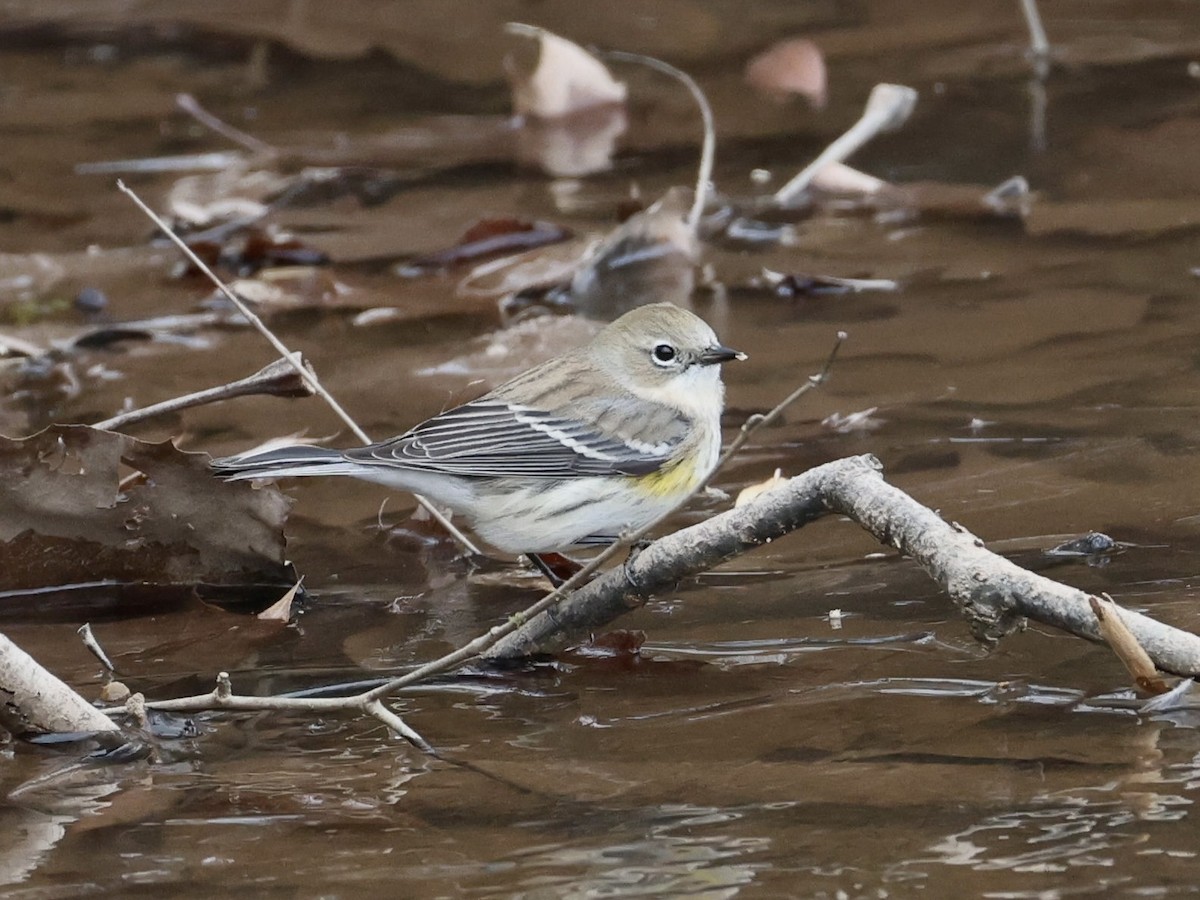 lesňáček žlutoskvrnný (ssp. coronata) - ML646598082