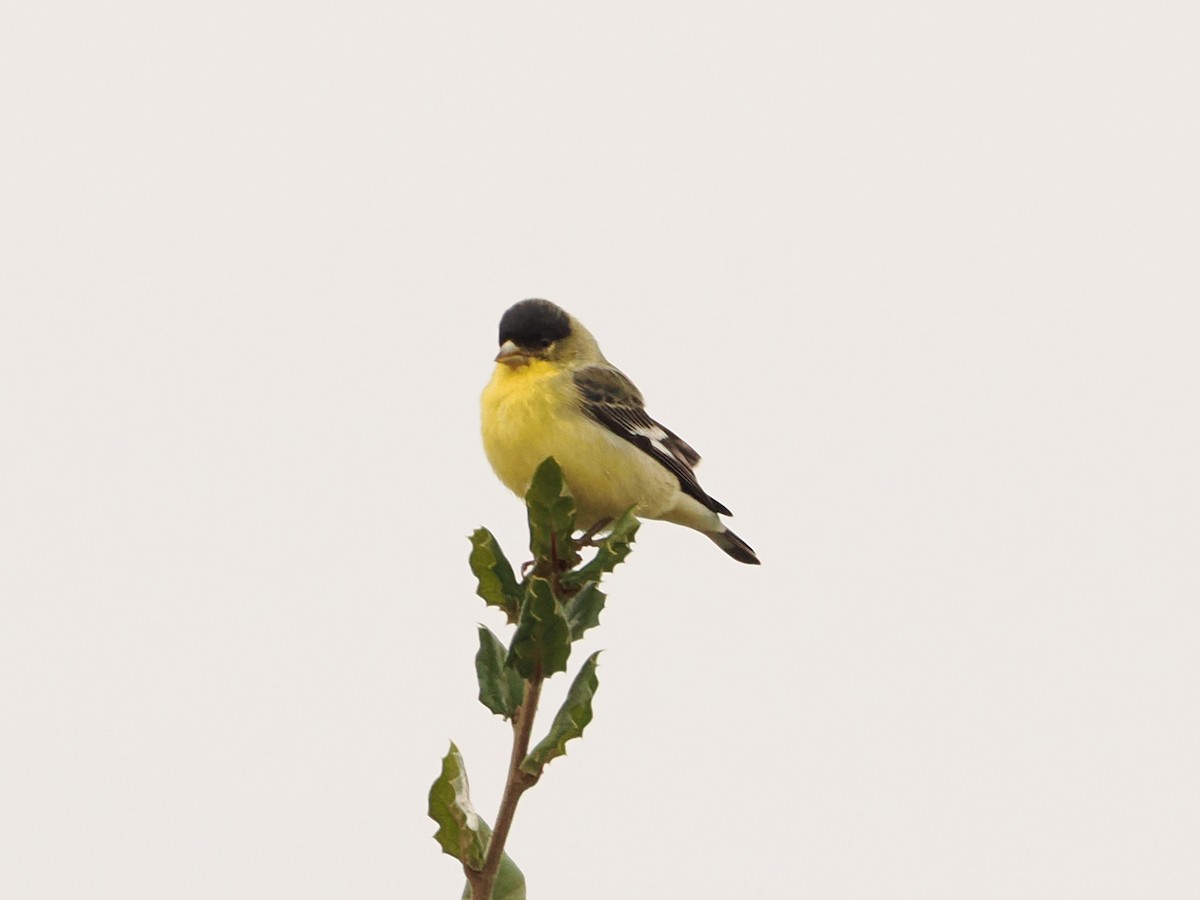 Lesser Goldfinch - ML646598083