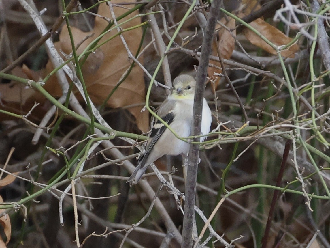 čížek žlutý - ML646598084