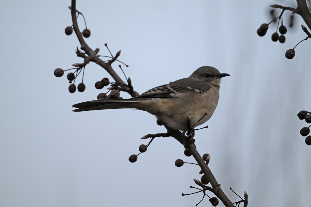 Northern Mockingbird - ML646598085