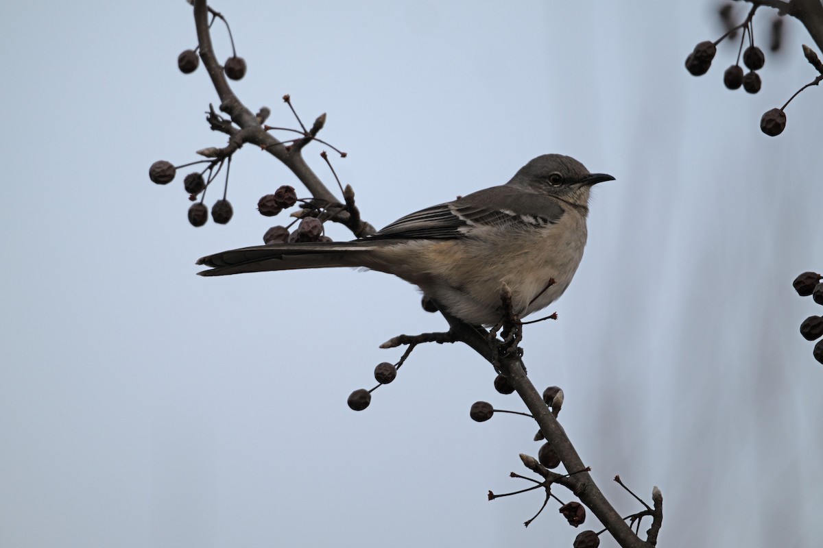 Northern Mockingbird - ML646598086