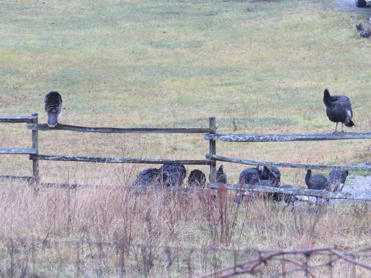 Wild Turkey - ML646598087