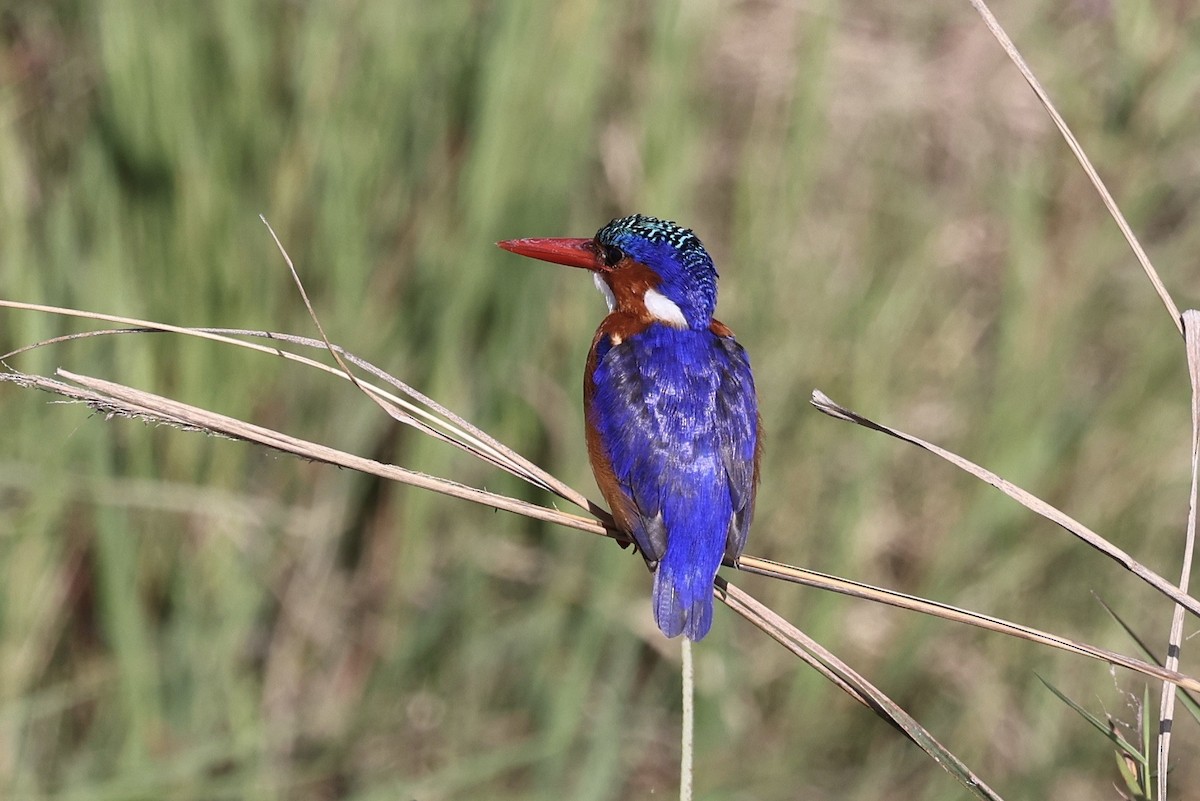 Malachite Kingfisher - ML646598088