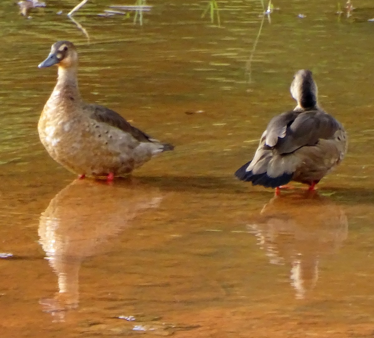 Brazilian Teal - ML646598089