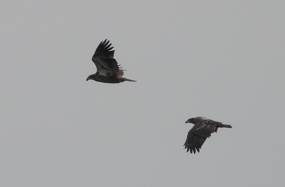 Bald Eagle - ML646598090