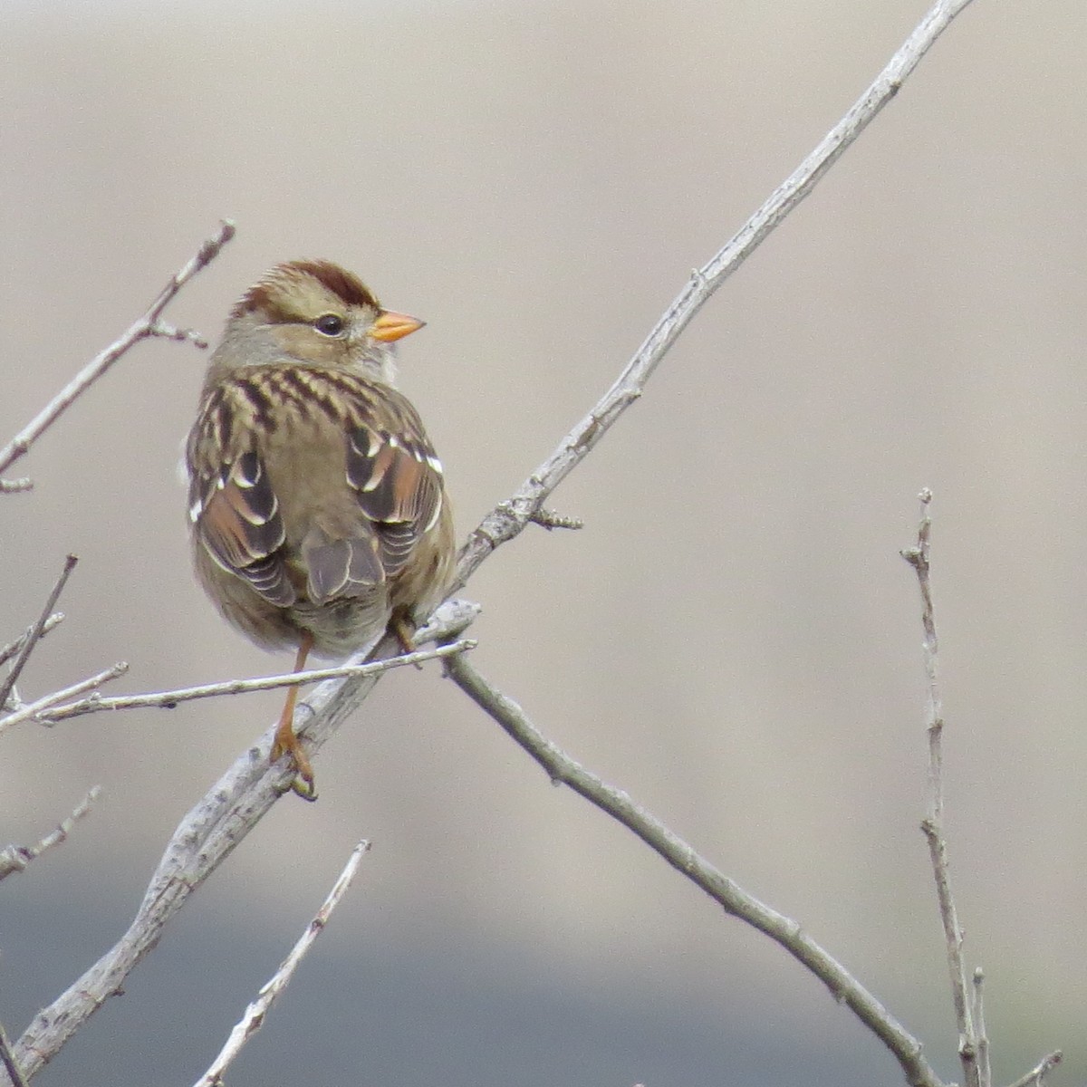 Белобровая овсянка - ML646598091