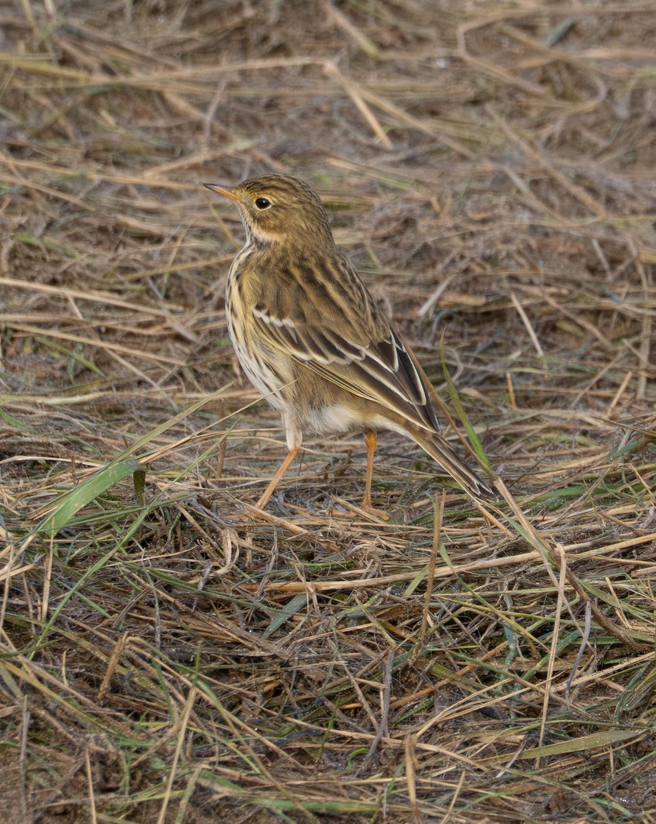 Meadow Pipit - ML646598092