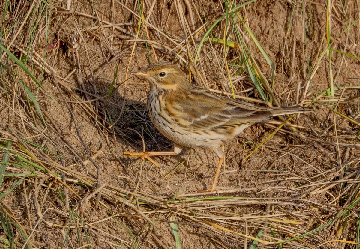 Meadow Pipit - ML646598093