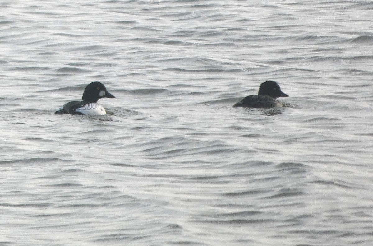 Common Goldeneye - ML646598095
