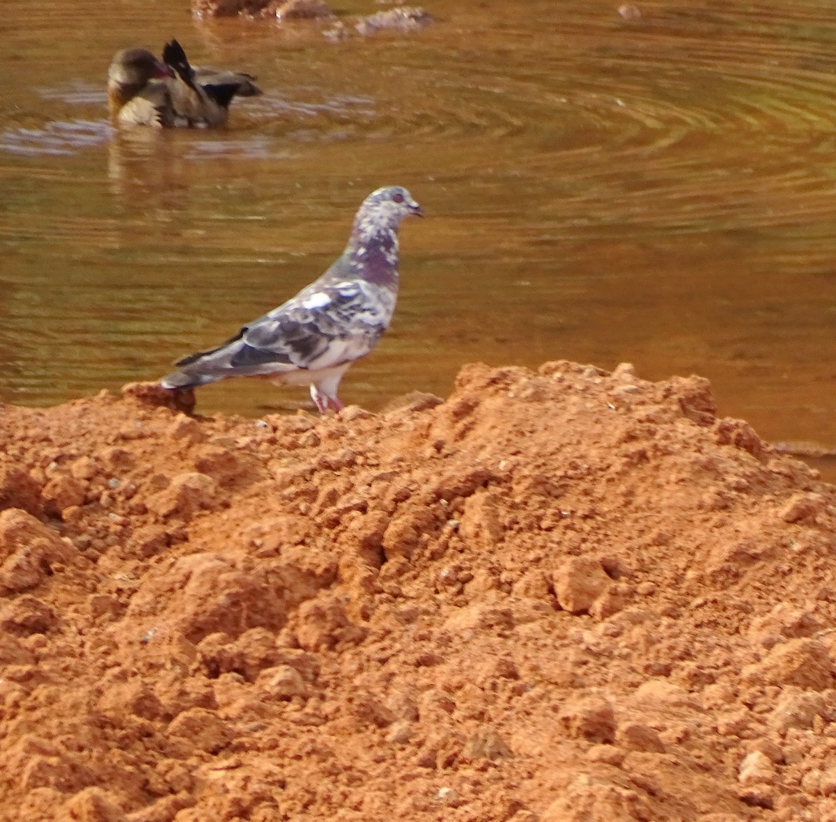 Rock Pigeon (Feral Pigeon) - ML646598096