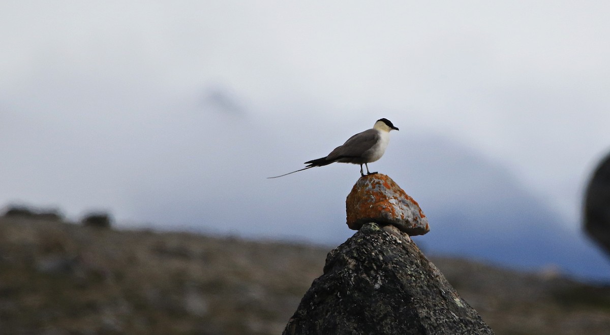 חמסן זנבתן - ML646598098