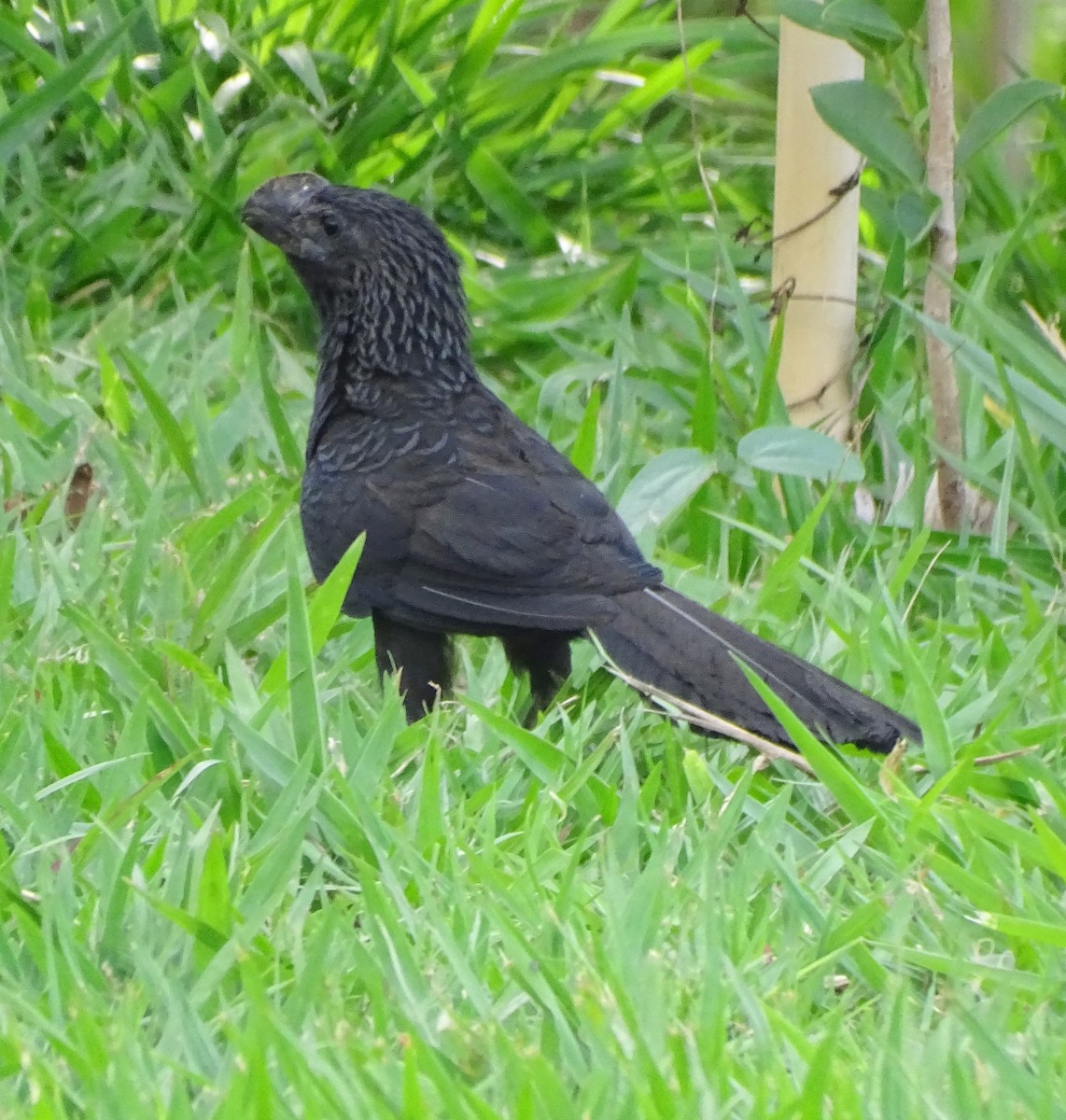 Smooth-billed Ani - ML646598099