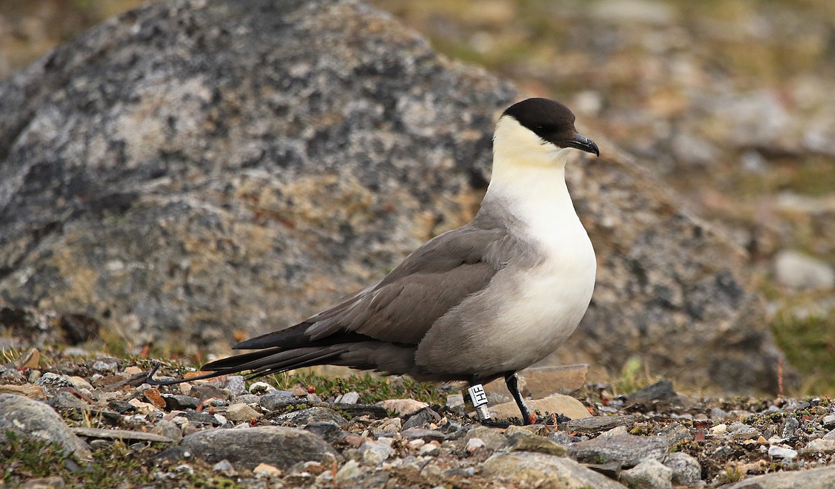 חמסן זנבתן - ML646598100