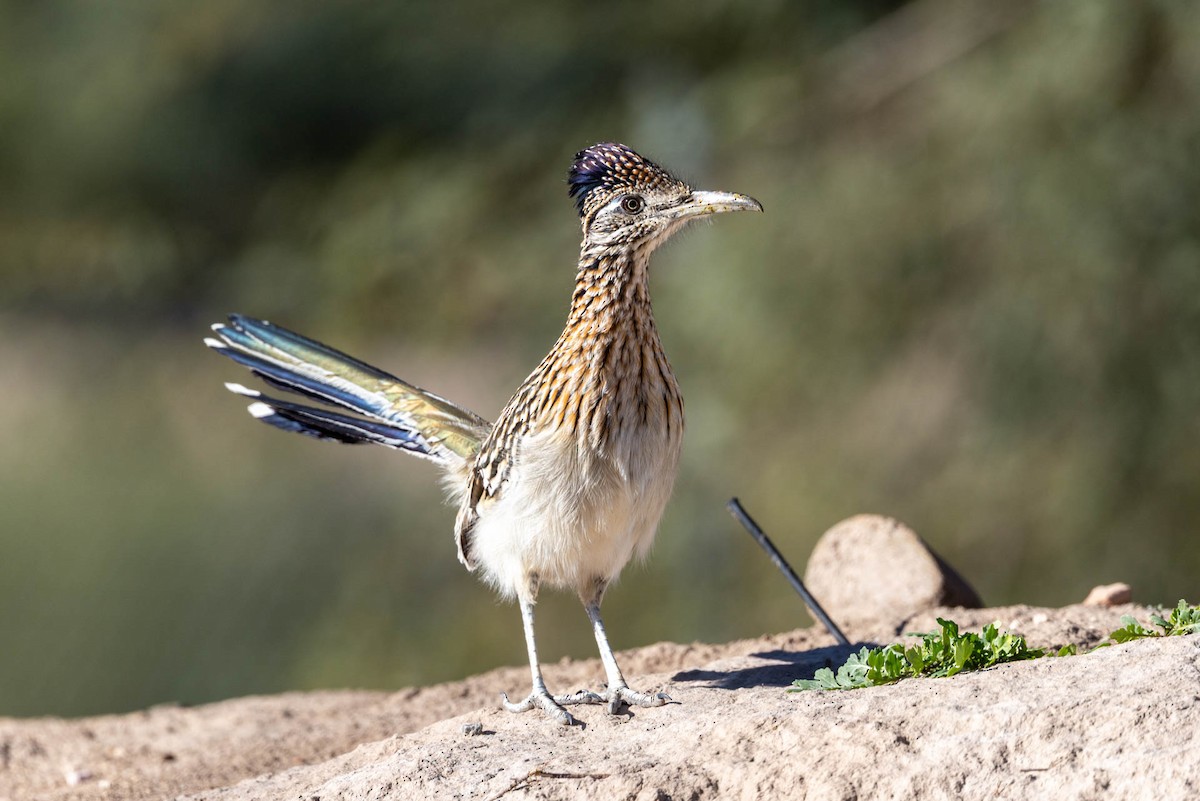 Wegekuckuck - ML646598101