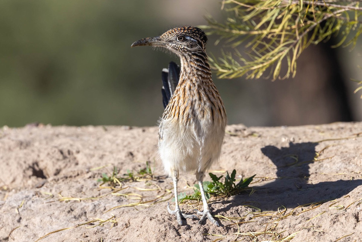 Wegekuckuck - ML646598102