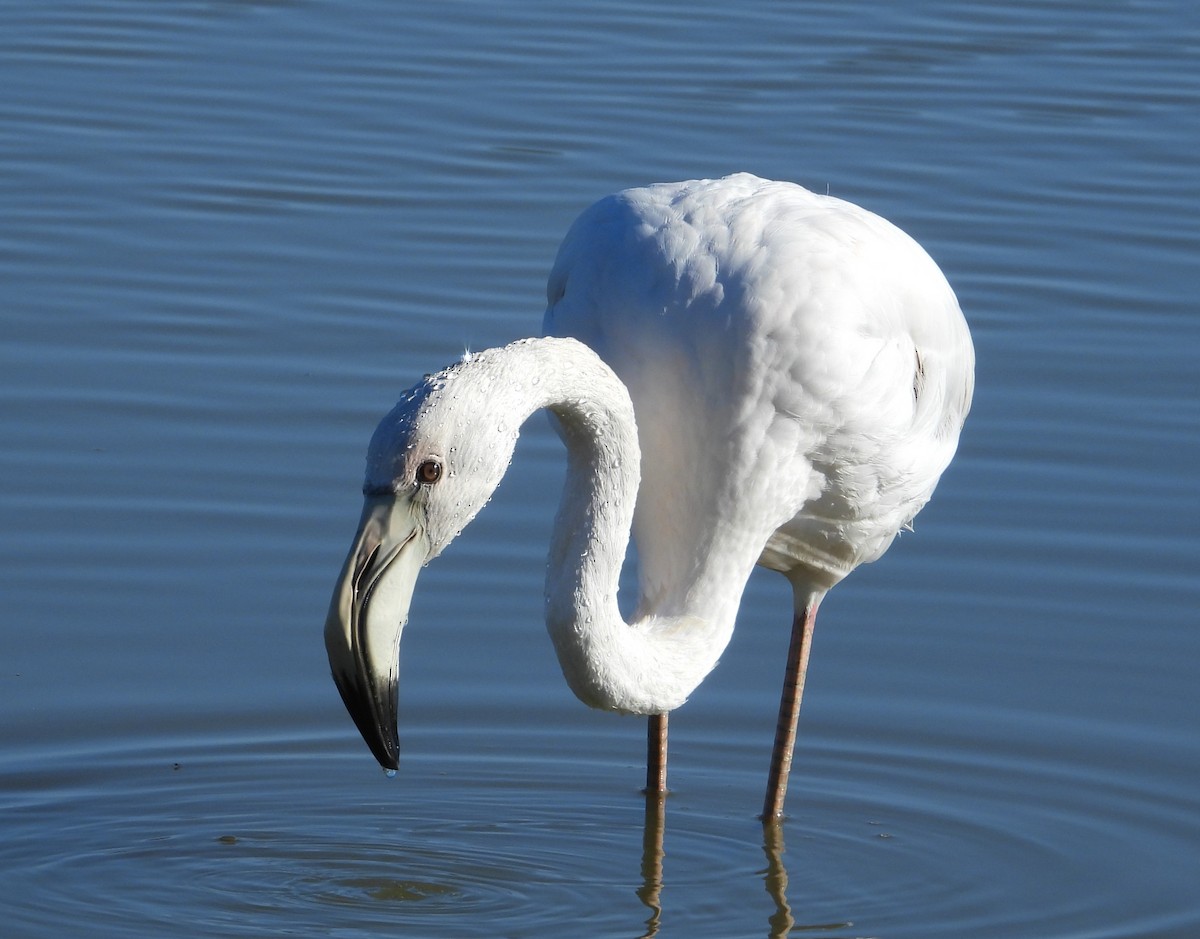 Greater Flamingo - ML646598104