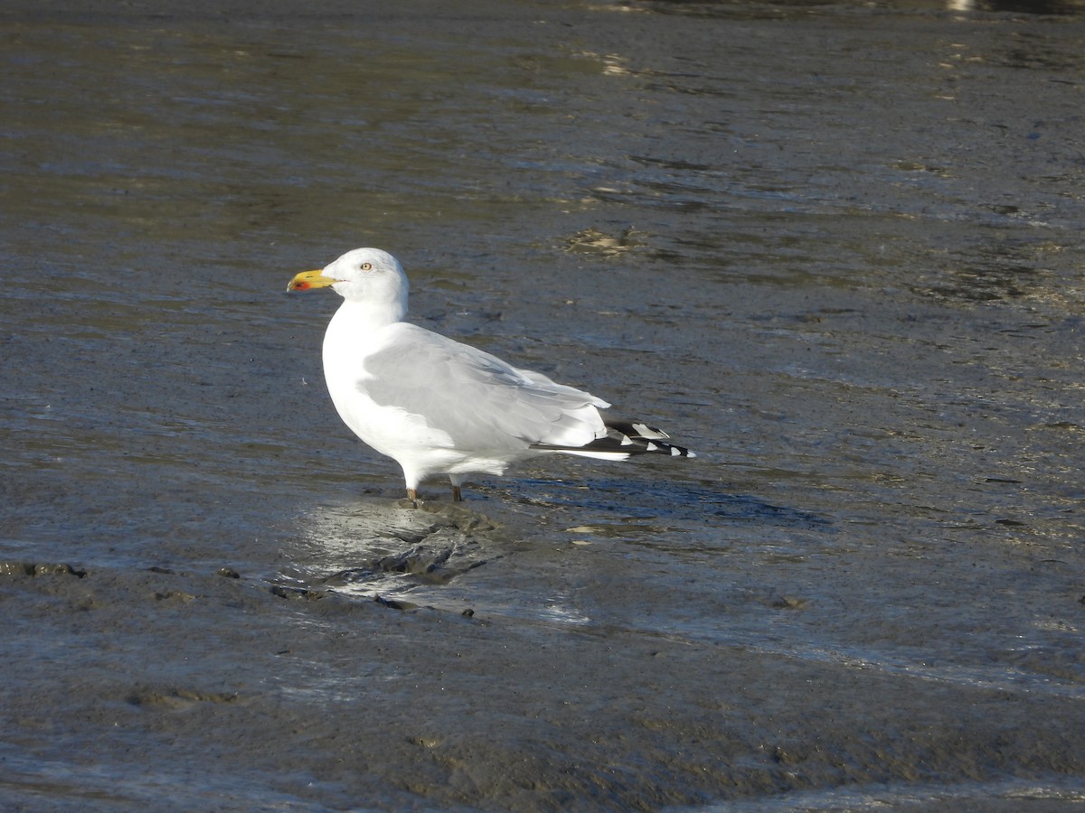 Yellow-legged Gull - ML646598105
