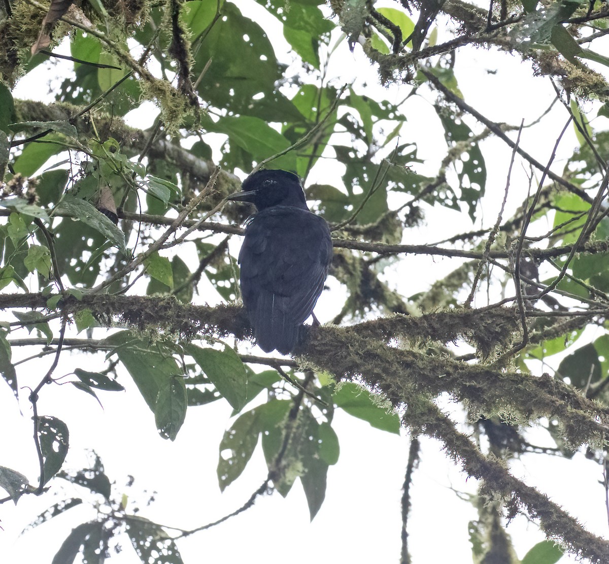 Long-wattled Umbrellabird - ML646598106