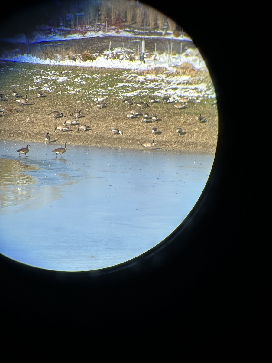 Oie des neiges - ML646598108