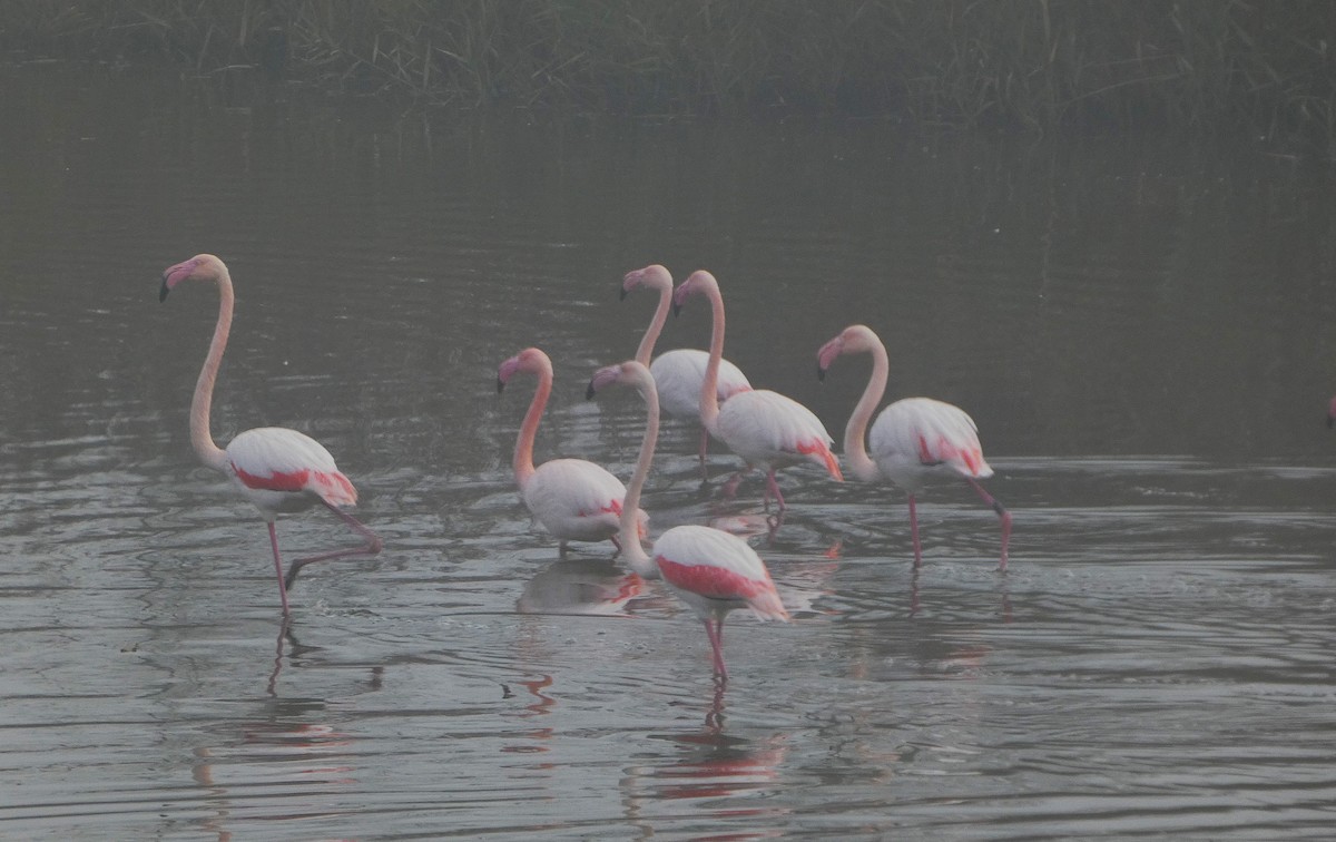 Greater Flamingo - ML646598109