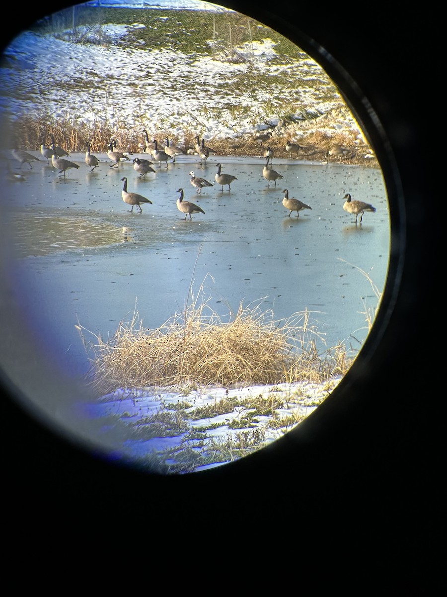 Oie des neiges - ML646598110