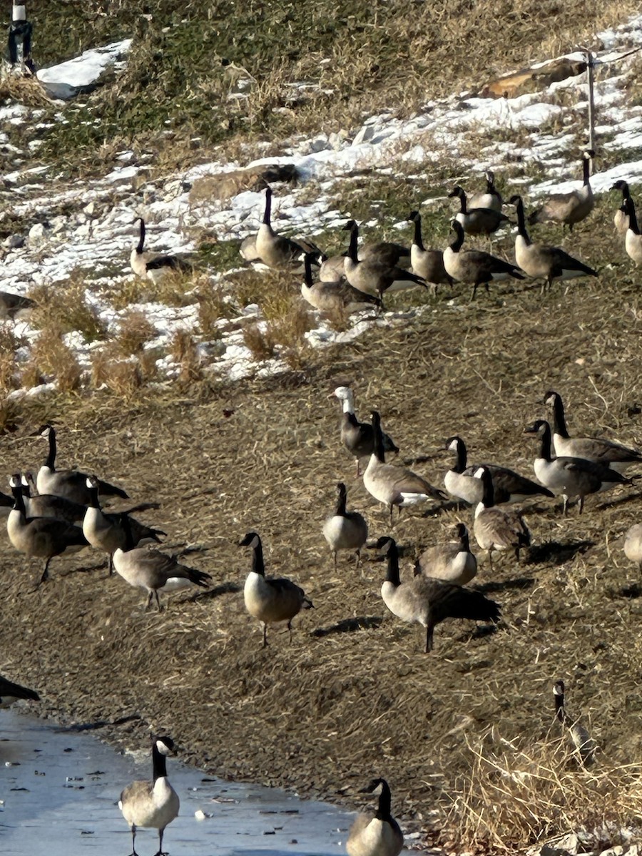 Oie des neiges - ML646598111