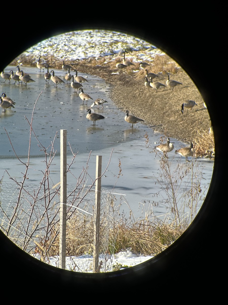 Oie des neiges - ML646598112