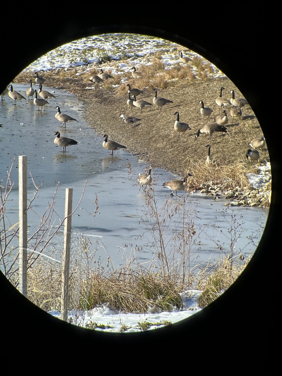 Oie des neiges - ML646598113