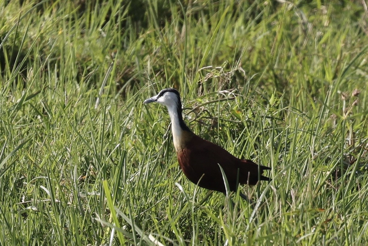 African Jacana - ML646598114