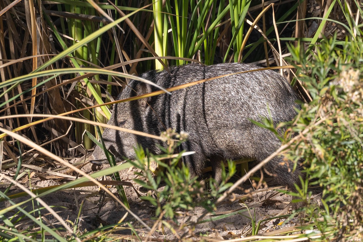 Echte Pekaris - ML646598115